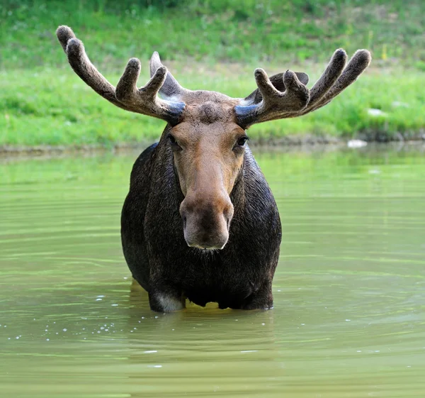 Elk v přírodě — Stock fotografie
