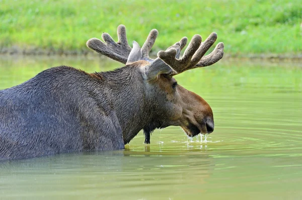 Elk in nature — Stock Photo, Image