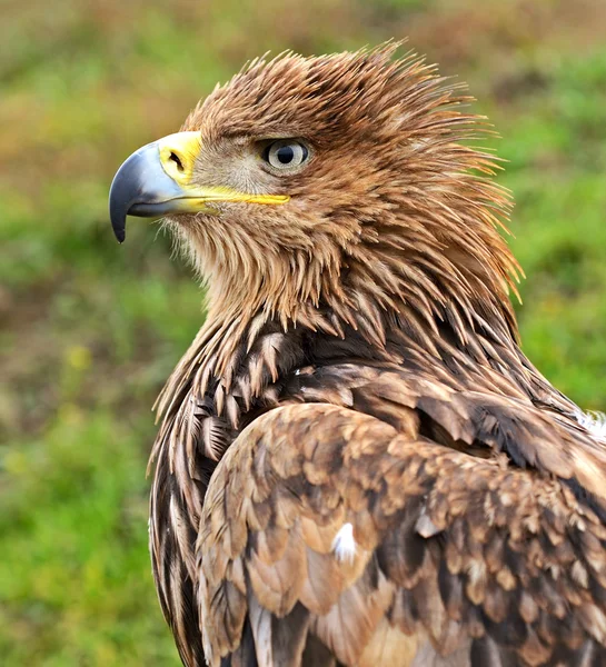 Steppe eagle — Stock Photo, Image