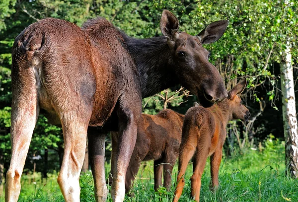 Wapiti dans la nature — Photo