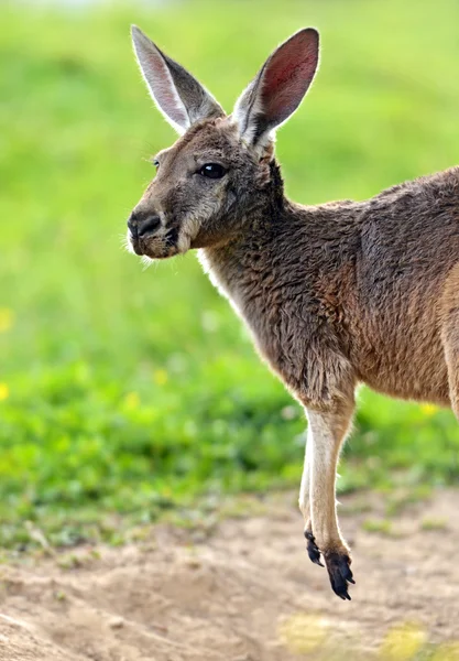 Kanguru — Stok fotoğraf