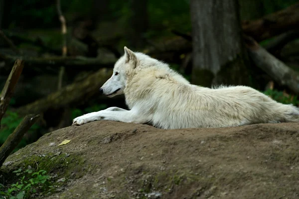 Lobo con cachorros en el bosque — Foto de Stock