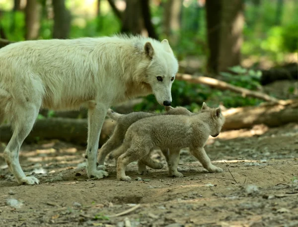 Wolf bij cubs in het forest — Stockfoto