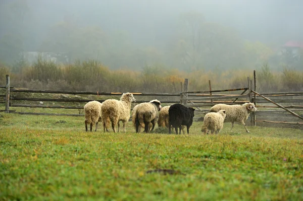 Las ovejas pastan en un pasto en las montañas — Foto de Stock