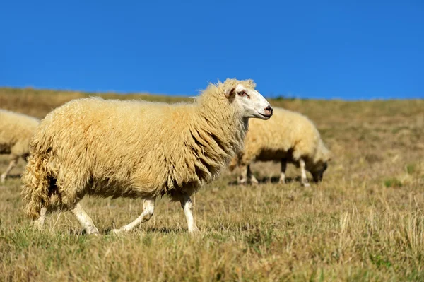 Las ovejas pastan en un pasto en las montañas —  Fotos de Stock