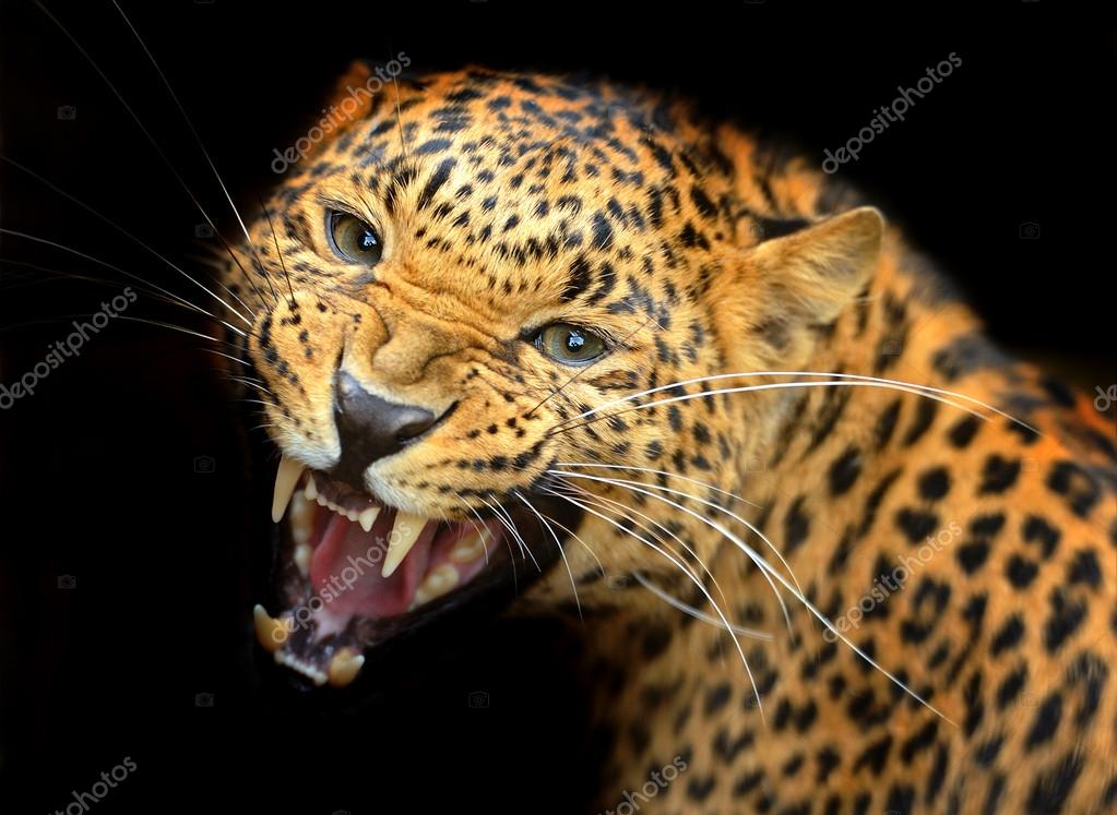 Amur Leopard Stock Photo by ©kyslynskyy 31686533