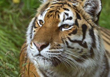 tiger portresi