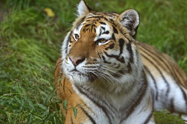 tiger portresi