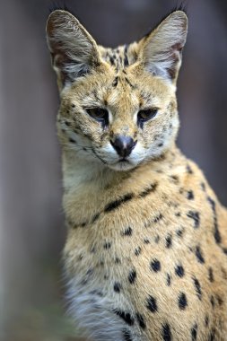 serval doğa portresi