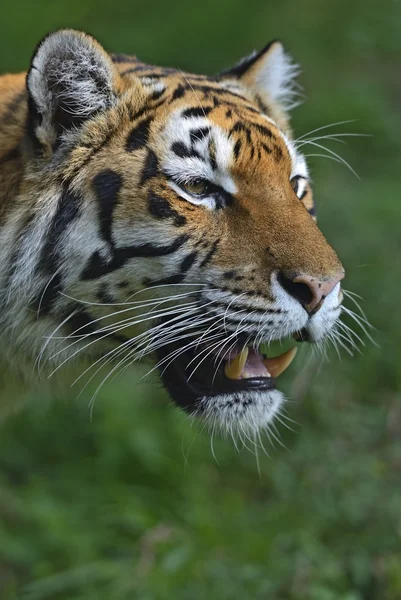 Porträt eines Tigers — Stockfoto