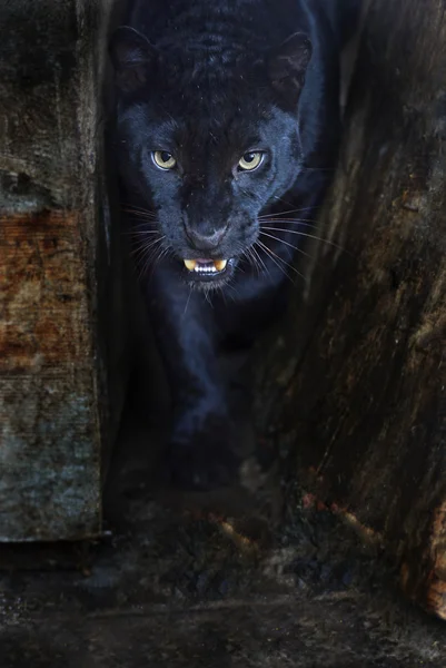 Černý panter — Stock fotografie