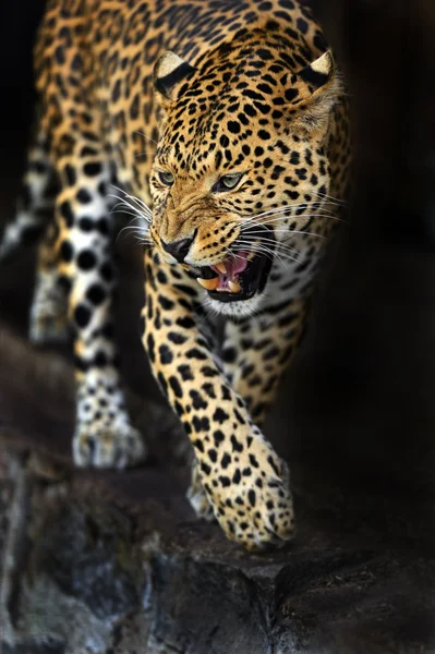 Amur leoparı — Stok fotoğraf