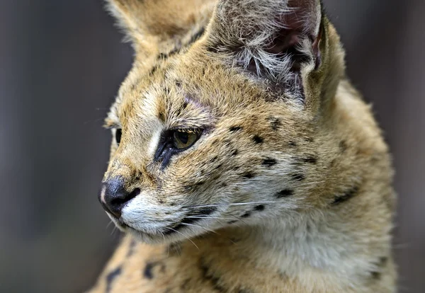 Portrait of a serval in nature — Stock Photo, Image