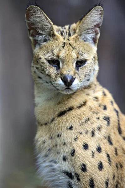 Retrato de um serval na natureza — Fotografia de Stock