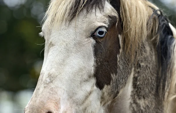 Hest – stockfoto