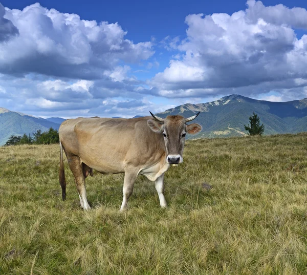 Carpathian cow — Stock Photo, Image