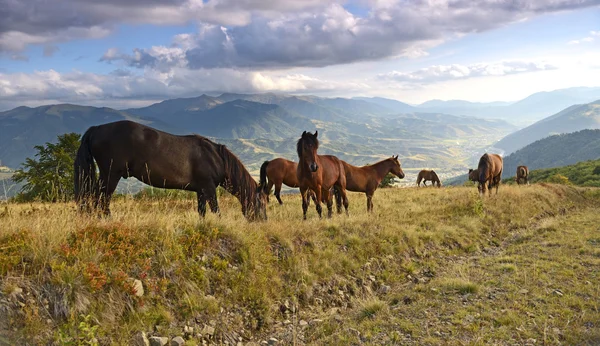 Pferd — Stockfoto