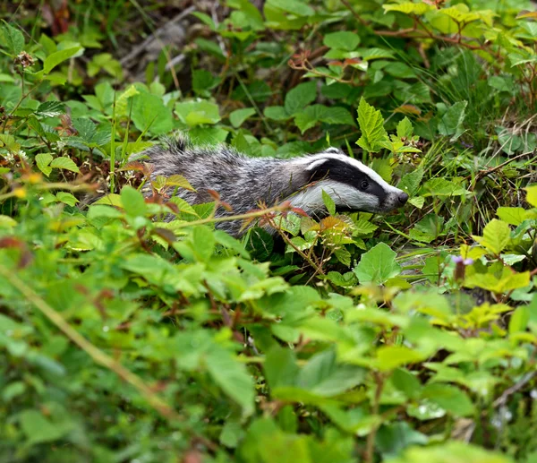 Badger — Stock fotografie