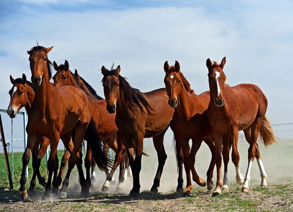 Cavallo — Foto Stock