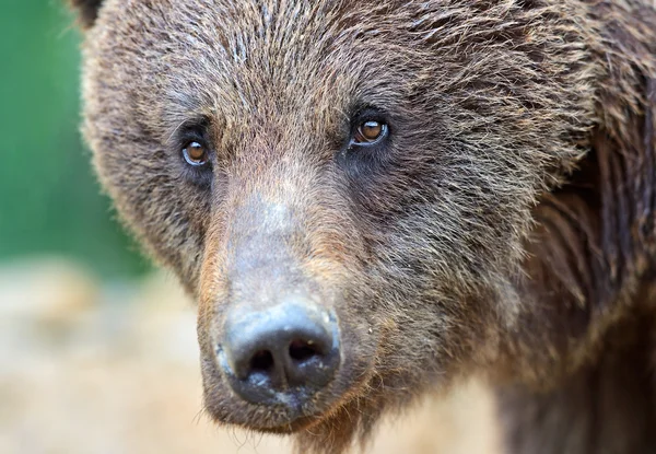 Brunbjörn i Karpaterna. — Stockfoto