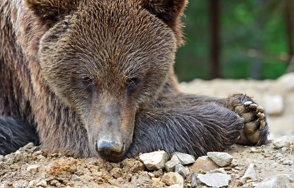 Braunbären in den Karpaten. — Stockfoto