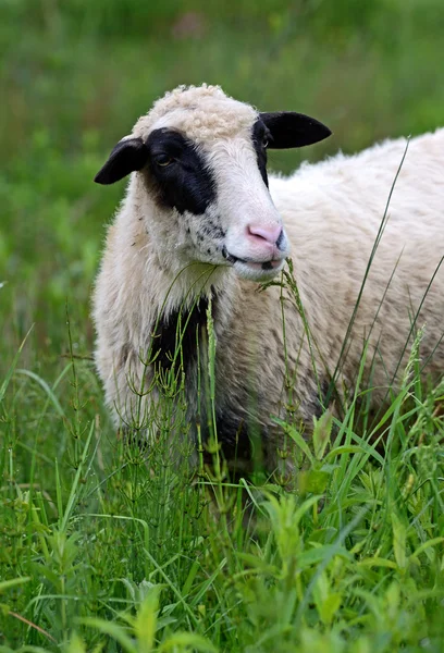 Wypas owiec na pastwiska w górach — Zdjęcie stockowe