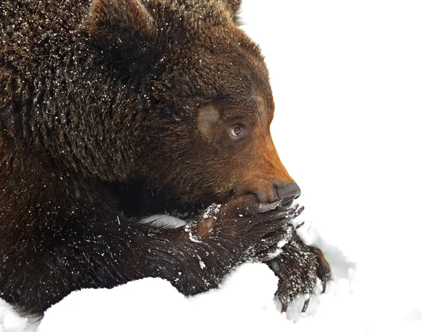 Urso castanho — Fotografia de Stock