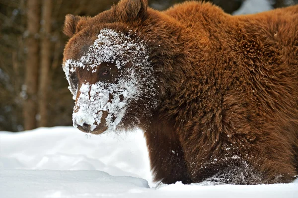 Brown bear — Stock Photo, Image