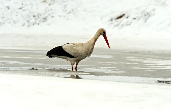 Storks — Stock Photo, Image