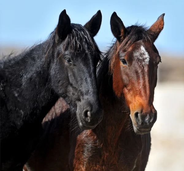 Cavalli nelle steppe meridionali — Foto Stock