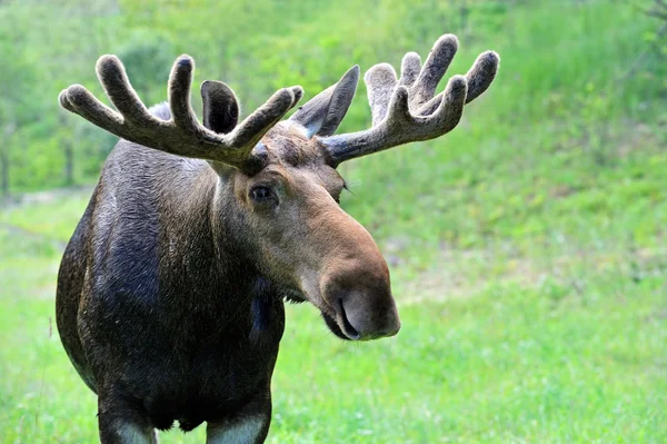 Elk v přírodě — Stock fotografie