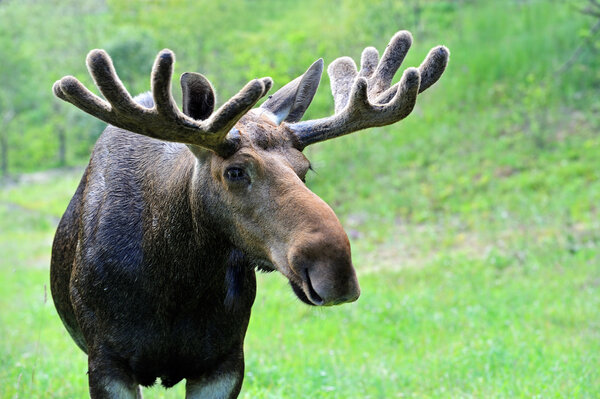 Elk in nature