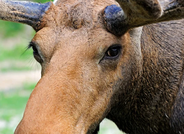 Elk v přírodě — Stock fotografie