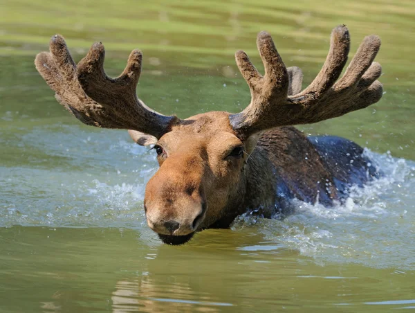 Elk v přírodě — Stock fotografie