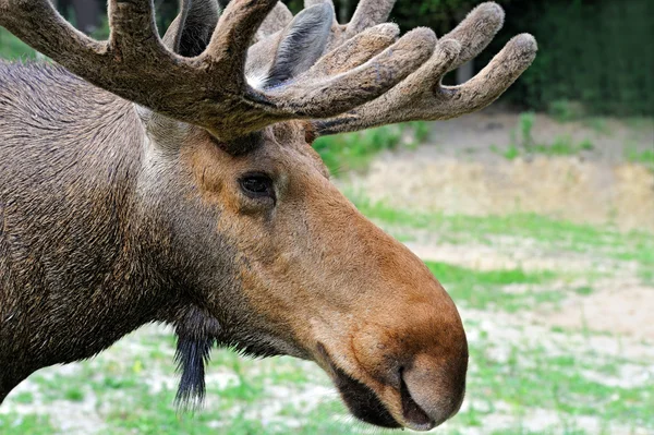 Elk in nature — Stock Photo, Image