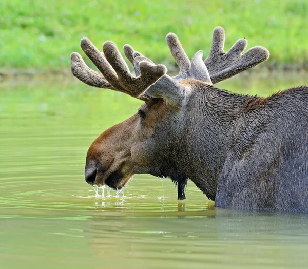 Wapiti dans la nature — Photo