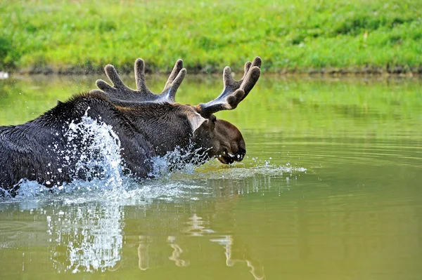 Älg i naturen — Stockfoto