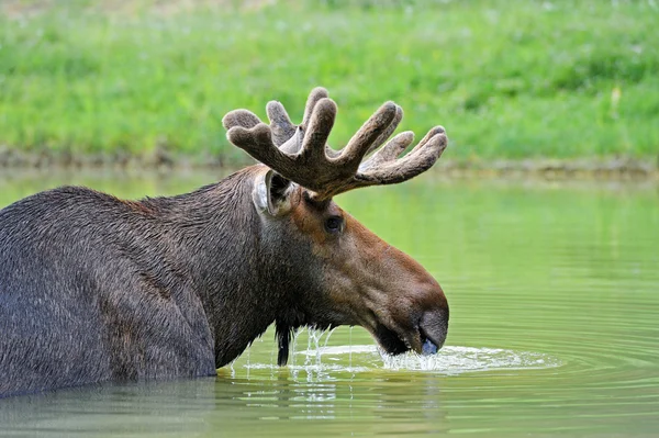 Elk in nature — Stock Photo, Image