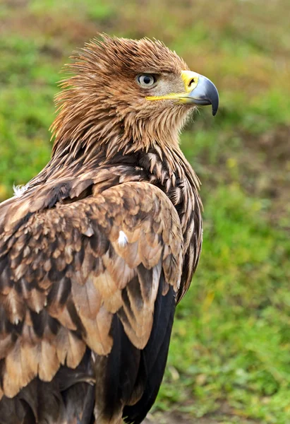 Águila estepa —  Fotos de Stock