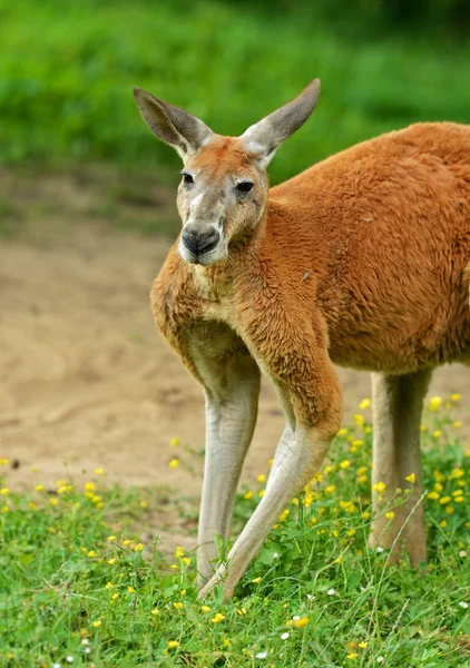 Känguru — Stockfoto