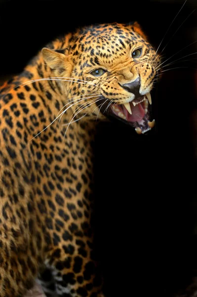 Amur Leopard — Stockfoto