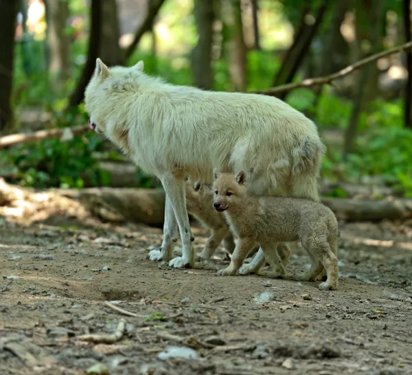 Волк с детенышами в лесу — стоковое фото