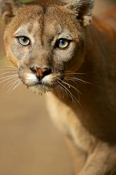 Puma. — Foto de Stock