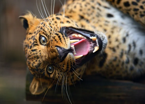 Amur leoparı — Stok fotoğraf