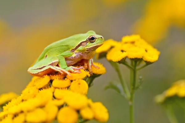 Green tree frog on a branch — Stock Photo, Image