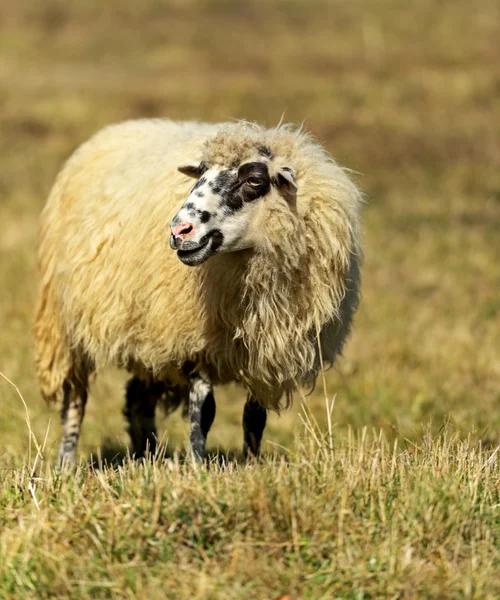Schafe grasen auf einer Weide in den Bergen — Stockfoto