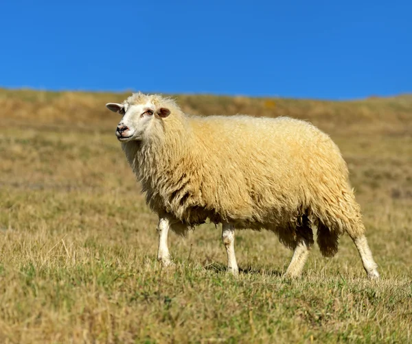 Ovce se pasou v pastviny v horách — Stock fotografie