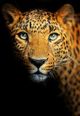 Картина, постер, плакат, фотообои "amur leopard", артикул 32608839