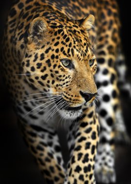 Amur leoparı