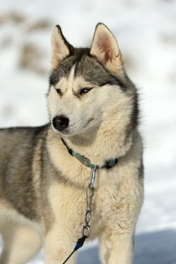 Husky köpek